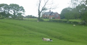 The enclosed landscape at Lowesby